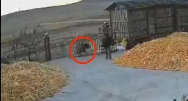 黑龙江一老虎进村猛撞门，有人手被咬烂？警方：伤者已送医，建议少出门